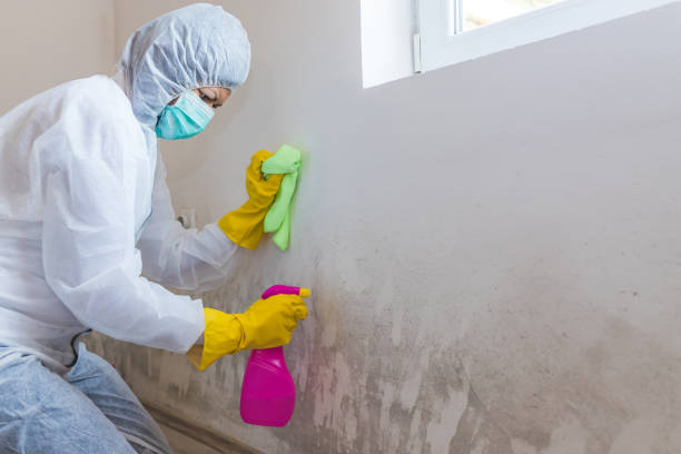 Best Mold Damage Restoration in North Seekonk, MA