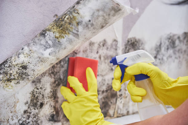 Best Basement Mold Removal in North Seekonk, MA